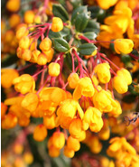 SRN Berberis Darwinii Michay Barberry 10 Seeds Garden - $22.20 CAD
