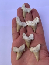Great 6 piece Fossil Shark Teeth Megalodon rare dig kit Jurassic history - £29.48 GBP