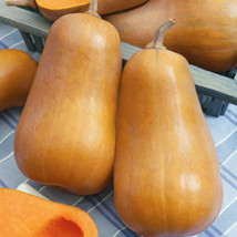 10 Honeybaby Squash Seeds Sweet Buttery Winter Squash USA Fast Shipping - $16.40