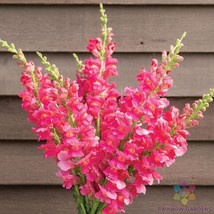 1000 Costa Deep Rose Snapdragon Seeds for Garden USA Shipping - $9.96