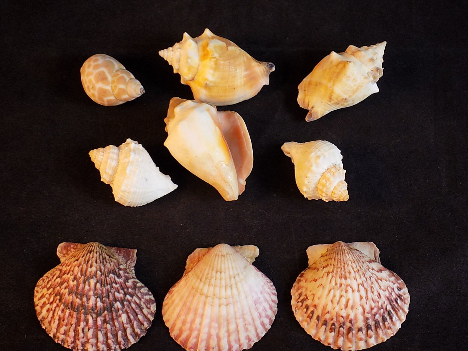 Primary image for Small Lot of 9 SEA SHELLS CONCH, SCALLOP and Mollusk Beach House Decorations