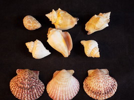 Small Lot of 9 SEA SHELLS CONCH, SCALLOP and Mollusk Beach House Decorat... - $6.23