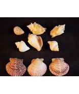 Small Lot of 9 SEA SHELLS CONCH, SCALLOP and Mollusk Beach House Decorat... - $8.54 CAD