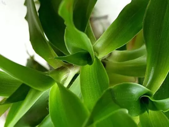 Callisia fragrans &quot;Family Doctor&quot; Wandering Jew - Basket Chain Plant - E... - $17.00