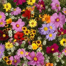 All Annual Wildflower Seed Mix, 19 Full Sun Annual Flowers, FREE SHIPPING - $1.67+