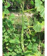 8 Snake Gourd Seeds-1171 - $2.98