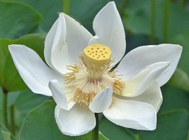 Nelumbo Nucifera White Lotus 5 Seeds Garden Beautiful USA Seller - $19.58