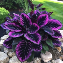 22 Seeds Purple Tip Calathea Couture Flower Indoor Or Outdoor Beautiful Plant - $10.92