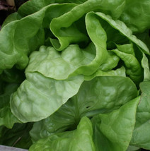 3000 Buttercrunch Leaf Lettuce Lactuca Sativa Vegetable Seeds Garden Us Seller - £8.18 GBP