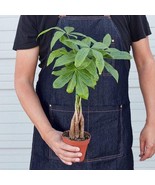 Money Tree 'Guiana Chestnut' Pachira Braid Housewarming Gift Easy Indoor Plants - £18.86 GBP