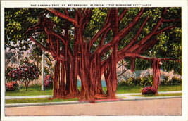 Postcard The Banyan Tree, St Petersburg FL &quot;The Sunshine City&quot; (A14) - £4.57 GBP