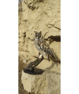 LONG EARED OWL TAXIDERMY - $310.00