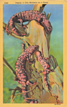 Family Of Gila Monsters On A Stump Postcard - £7.22 GBP