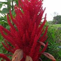 Red Garnet Amaranth Gardening USA Shipping - $9.77