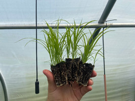 Starter Plant Plug Carex Vulpinoidea Fox Sedge Rain Water Loving Grown In Usa Ga - $30.00