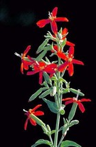 20 Royal Red Catchfly Hummingbird Endangered Native Flower Silene Regia ... - £8.46 GBP