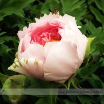 Heirloom Light Pink Rose Red Tree Peony Qiu Ball Flower Seeds, Professional Pack - $7.72