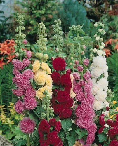 10 Summer Carnival Hollyhock Flower Seeds USA Seller - £6.97 GBP