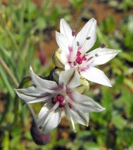 10 seeds allium haematochiton | redskin onion - £10.76 GBP