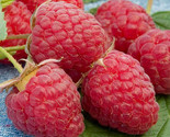 Heritage Raspberry Seeds Award-winning Produce Berry Twice Per Year Size... - $2.55+