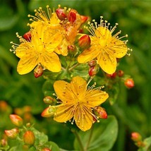 New Fresh Seeds St Johns Wort Hypercium Perforatum Seeds Herb Fast Ship - $14.90