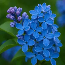 Blue Lilac Seeds: Fragrant Perennial Shrub - Attracts Bees (25 Seeds - $13.95