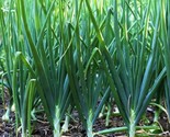 Tokyo Long White Scallion Seeds Green Spring Onion Chives Asian Vegetable  - $5.93