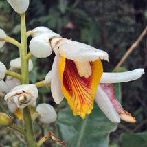 GIB Alpinia malaccensis | Ornamental or Malacca Ginger | 5 Seeds - £11.85 GBP