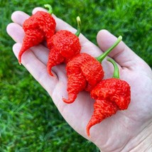 Exotic OMJI Pepper Seed Kit - 5 Rare Seeds for Planting, Unique Hot Pepper Garde - £5.47 GBP
