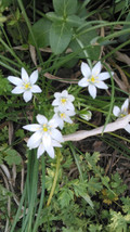 50 Star of Bethlehem (Ornithogalium umbellatum) Bulbs- Fresh &amp; Ready To ... - £29.28 GBP