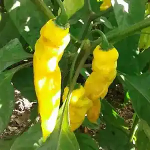 25 Seeds Madame Jeanette Pepper Vegetables Planting Edible Food Garden