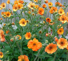 20pcslot Geum &#39;Totally Tangerine&#39; Avens Flower s  - $7.89