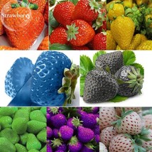 Mixed 9 Types Of Strawberry Fruit 100 Seeds Red Yellow Light Blue Black Green Pu - £5.45 GBP