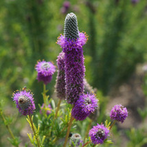 Purple Prairie Flower Violet Prairie Clover Fresh Fast Shipping - $3.78
