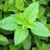 USA Seller Fresh Seed Pack Pleasant Himalayan Mint Elsholtzia Blanda 50 ... - £12.65 GBP