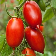 USA Seller Super Italian Paste Tomato Seeds Fast Shipping - £10.13 GBP