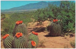Postcard Barrel Cactus In Bloom On The Desert - $2.96