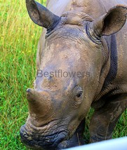 Greater One-Horned Rhino - 8x10 Unframed Photograph - $323.54 MXN