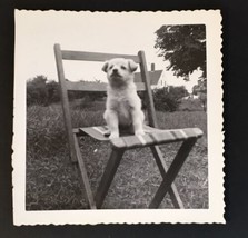 Vintage Fluffy Puppy Dog Sitting on Chair Picture Photograph 1951 &quot;Skipper&quot; - £6.39 GBP