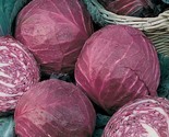 250 Red Acre Cabbage Seeds Fast Shipping - $8.99