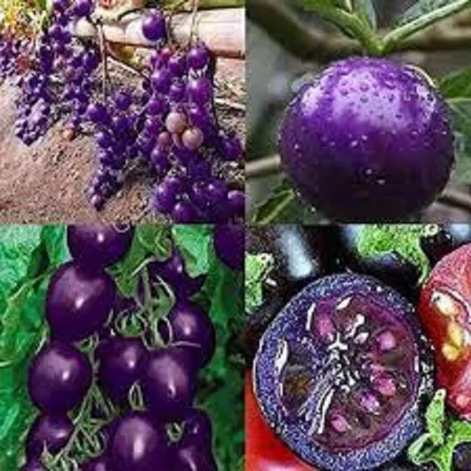 50 of Purple Cherry Tomato Juicy Tomatoe Vegetable Garden Edible Food - £8.35 GBP