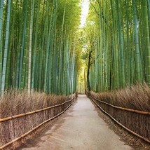 Live Moso Bamboo (Phyllostachys edulis) live plant 12″- 24″ inches tall - £63.85 GBP