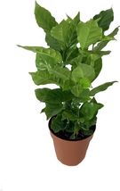 Coffee Plant Coffee arabica Live Plant Fresh Easy Grow USA Seller - $42.00