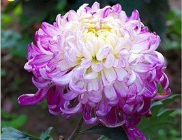 Light Purple White Color Chrysanthemum Seeds Chrysanthemum Morifolium Seeds Flow - £10.23 GBP