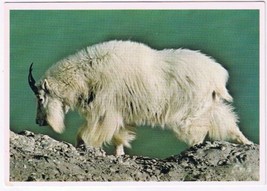Postcard Rocky Mountain Goat Canadian Rockies - £3.09 GBP