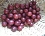 Mirabelle Plum Tree Prunus Myrobalan Organic 5 Seeds - £11.22 GBP