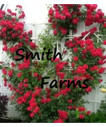 SKM 25 Seeds Red Climbing Rose Rosa Bush Vine Climber Fragrant Butterfly... - $201.57 MXN