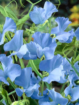 100 Seeds Blue Tall Sweet Pea Seeds Garden - £7.45 GBP