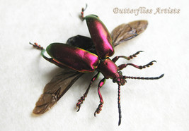 Real Red Frog Legged Flying Beetle Sagra Longicollis Framed Entomology S... - £35.17 GBP