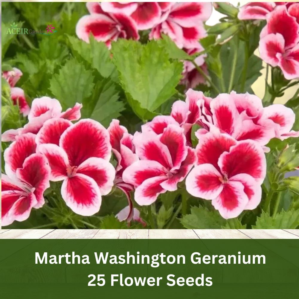 25 Martha Washington Geranium Seeds – Heirloom Pelargonium, Stunning Col... - $11.90